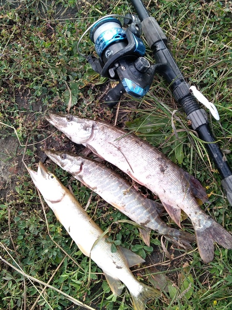 Фото с рыбалки Лещ, Щука