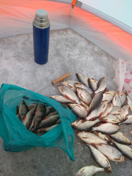 Фото с рыбалки Красноперка, Окунь, Плотва