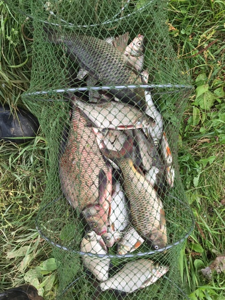 Фото с рыбалки Карп, Лещ, Плотва