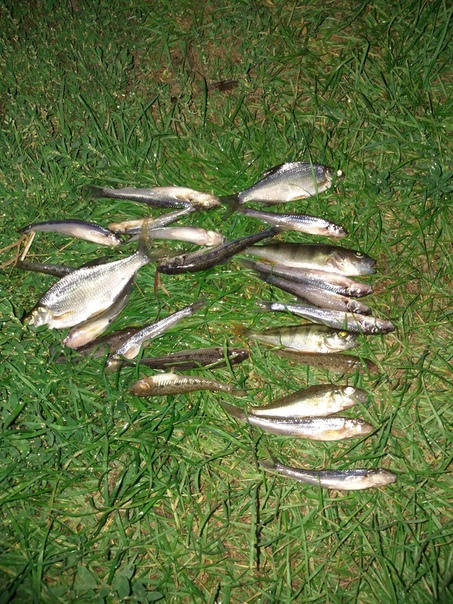 Фото с рыбалки Густера, Ерш, Окунь, Пескарь