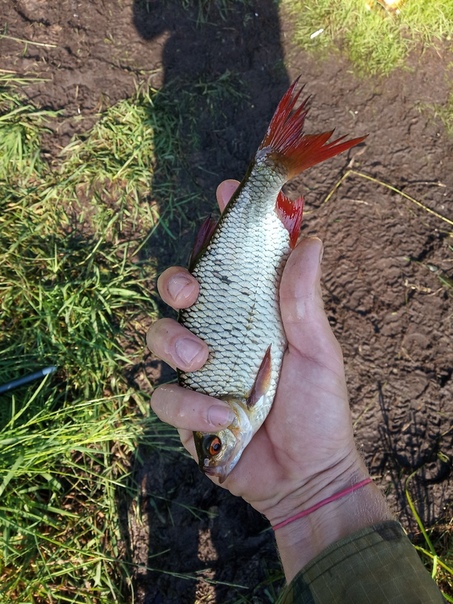 Рыбалка Красноперка