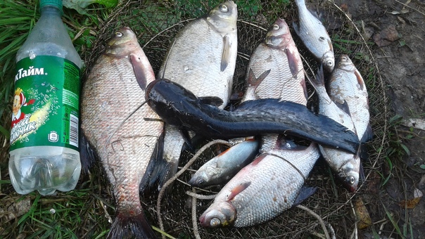 Фото с рыбалки Густера, Лещ, Сом