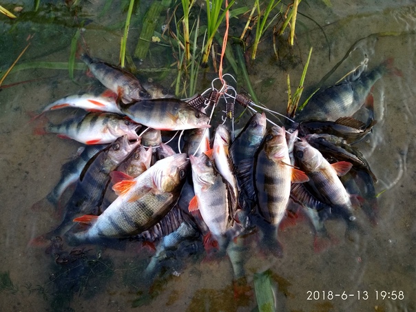 Фото с рыбалки Окунь, Судак