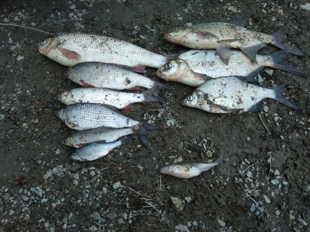 Фото с рыбалки Лещ, Плотва, Язь