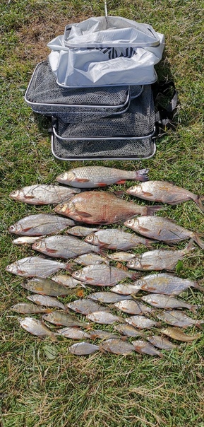 Фото с рыбалки Лещ, Окунь, Синец, Язь