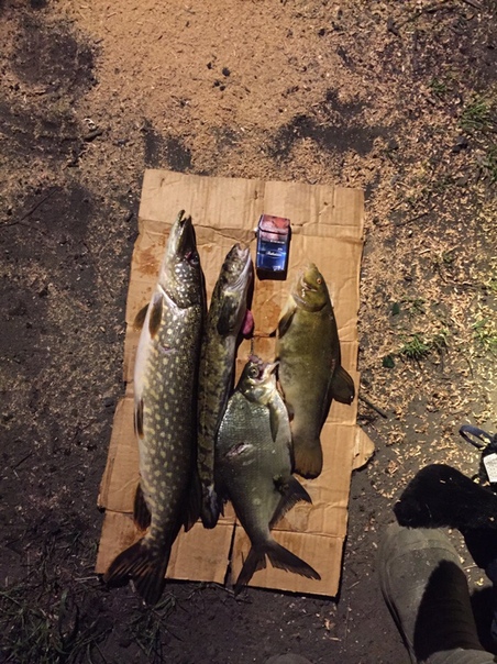 Фото с рыбалки Лещ, Линь, Налим, Щука