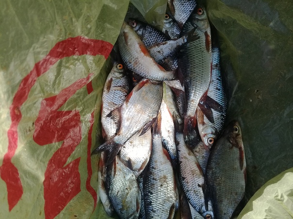 Фото с рыбалки Густера, Плотва