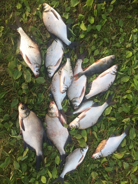 Фото с рыбалки Лещ, Окунь