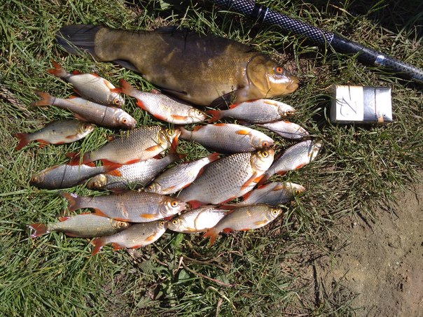 Фото с рыбалки Красноперка, Линь, Плотва