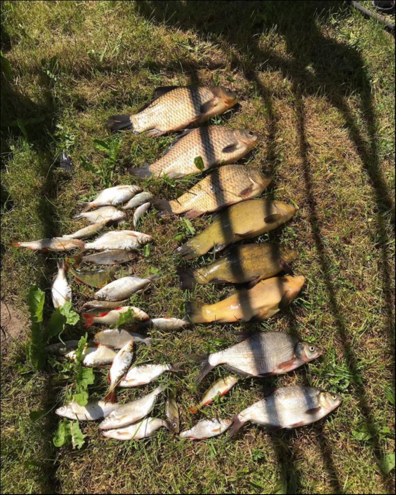 Фото с рыбалки Карась, Лещ, Плотва, Линь