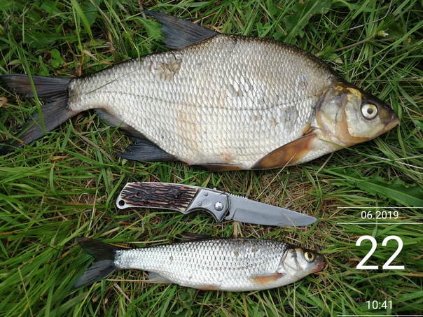 Фото с рыбалки Лещ, Плотва, Щука