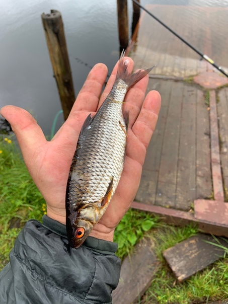 Фото с рыбалки Окунь, Плотва