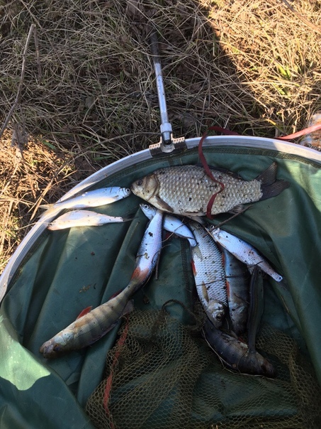 Фото с рыбалки Карась, Окунь, Плотва