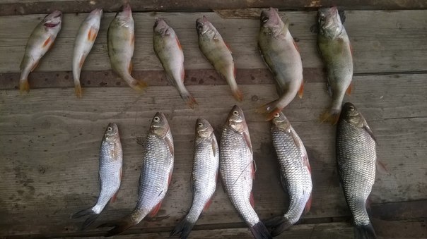 Фото с рыбалки Голавль, Окунь, Язь
