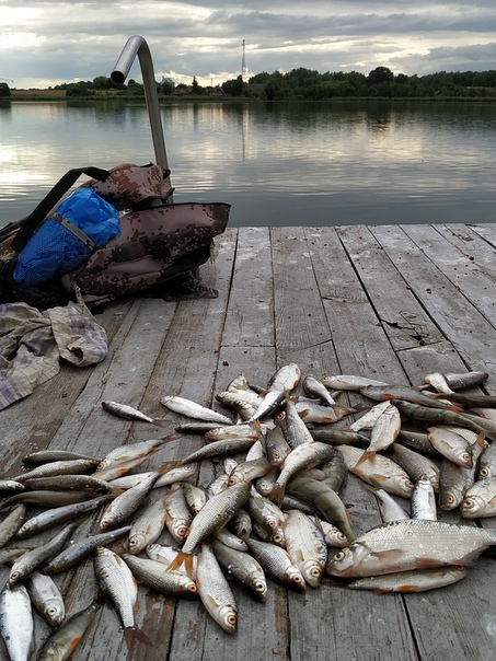 Фото с рыбалки Лещ, Окунь, Плотва, Уклейка