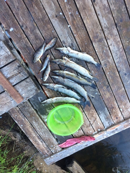 Фото с рыбалки Окунь, Плотва, Щука