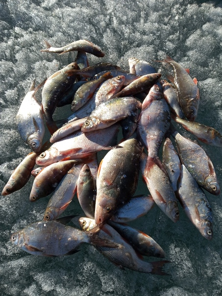 Фото с рыбалки Густера, Лещ, Окунь
