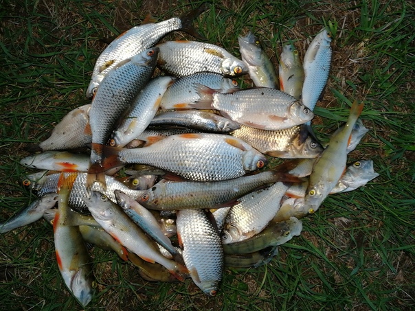 Рыбалка Окунь, Пескарь, Плотва