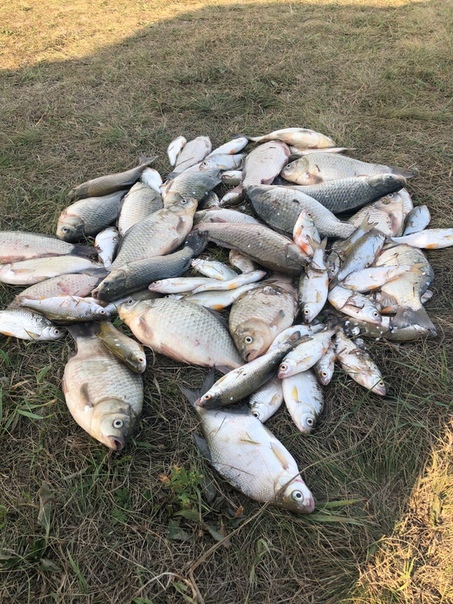Фото с рыбалки Густера, Карась, Плотва