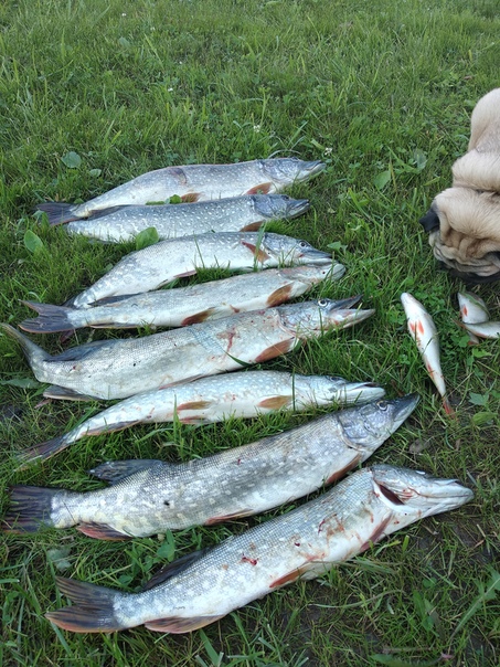 Фото с рыбалки Окунь, Щука