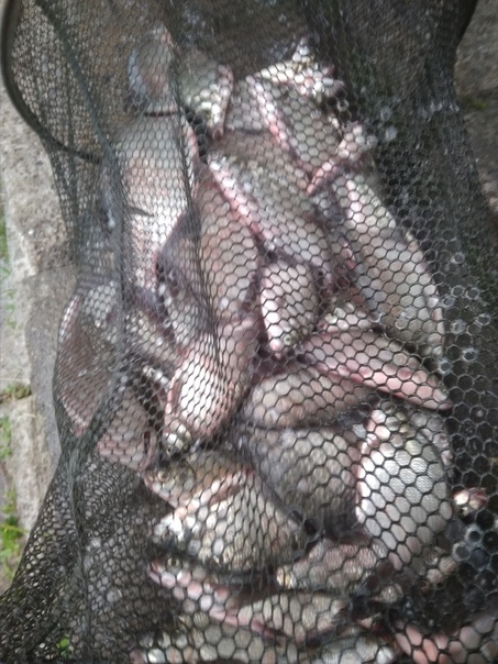 Фото с рыбалки Карась, Лещ