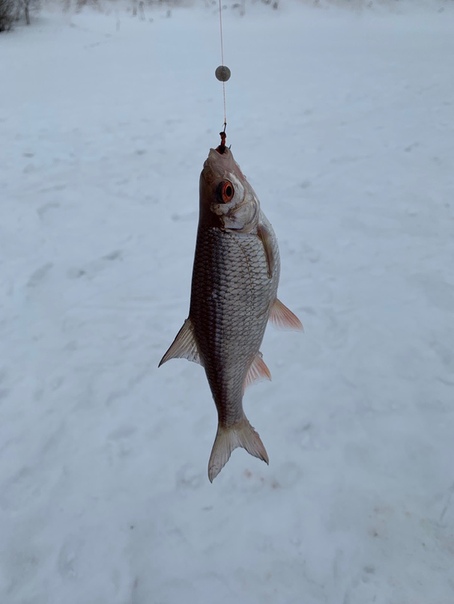 Фото с рыбалки Ерш, Плотва
