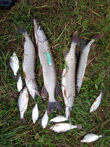 Фото с рыбалки Густера, Плотва, Щука