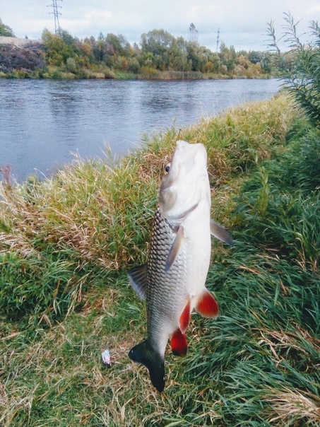 Фото с рыбалки Голавль, Плотва, Щука