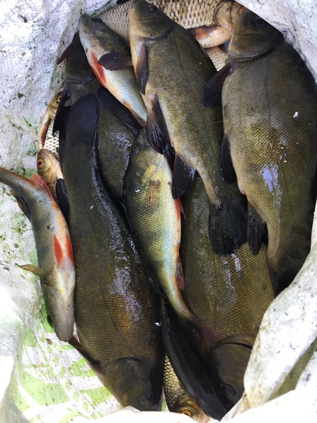 Фото с рыбалки Линь, Окунь, Плотва