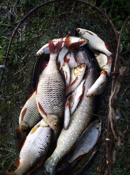 Фото с рыбалки Линь, Плотва, Щука