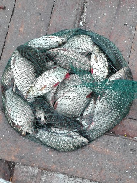 Фото с рыбалки Карась, Красноперка