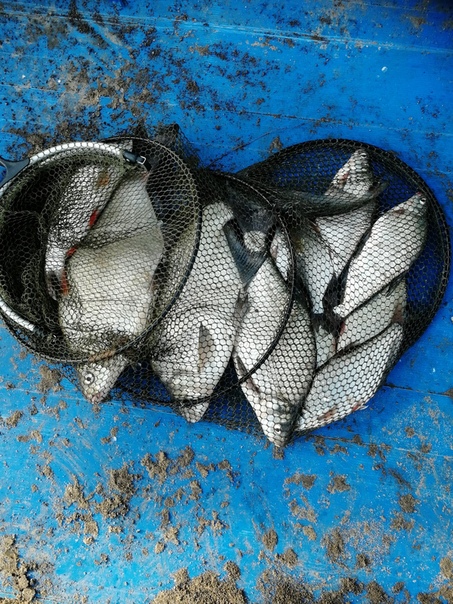 Фото с рыбалки Лещ, Язь