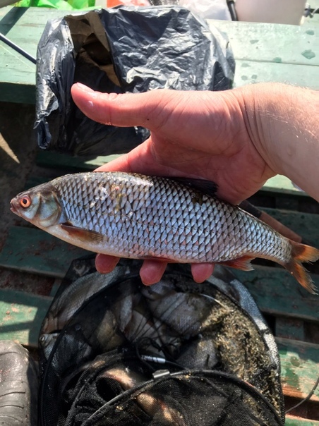 Фото с рыбалки Густера, Плотва
