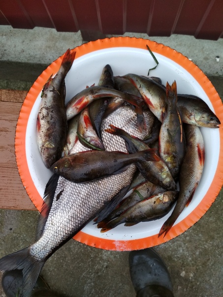 Фото с рыбалки Окунь, Синец