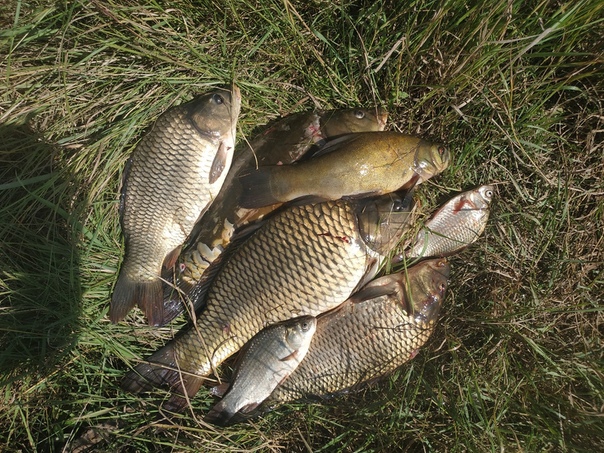 Фото с рыбалки Карась, Карп, Линь