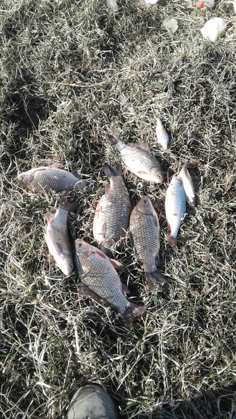 Фото с рыбалки Карась, Плотва