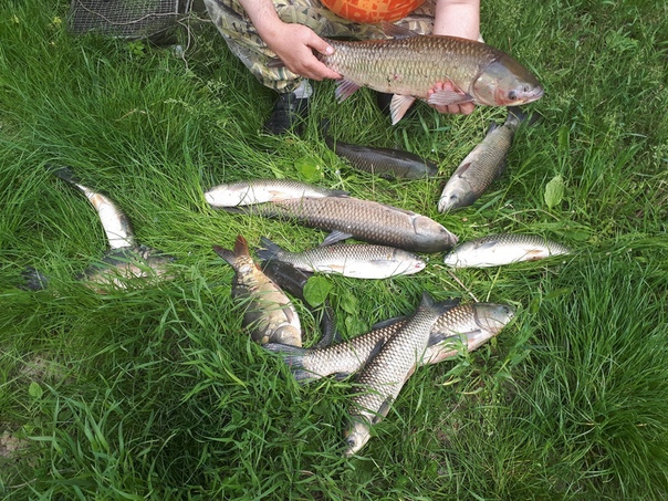 Фото с рыбалки Амур Белый, Карп