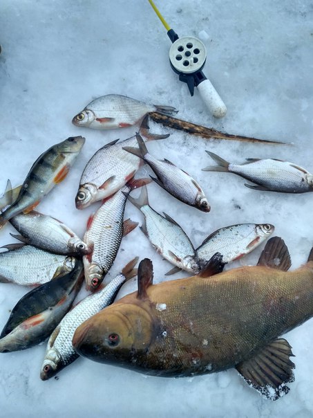 Фото с рыбалки Густера, Линь, Плотва