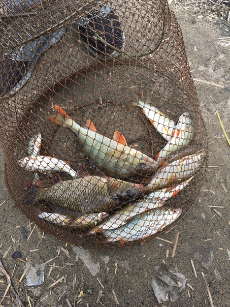 Фото с рыбалки Карп, Окунь, Плотва