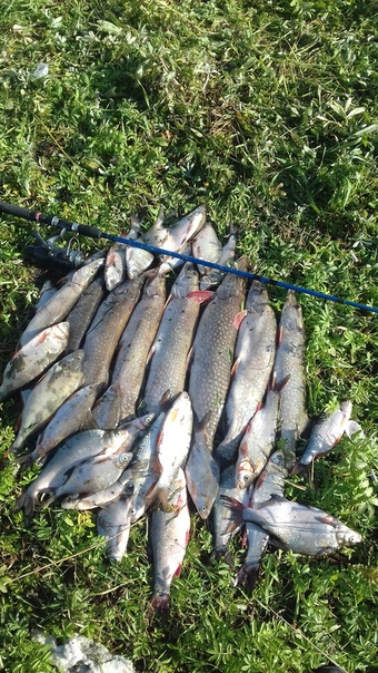 Фото с рыбалки Лещ, Плотва, Щука