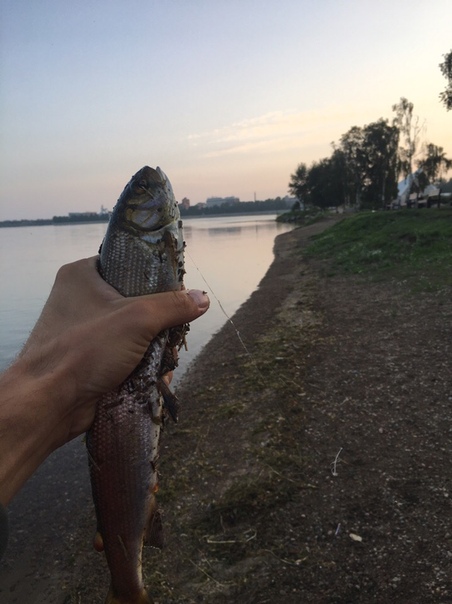 Фото с рыбалки Хариус