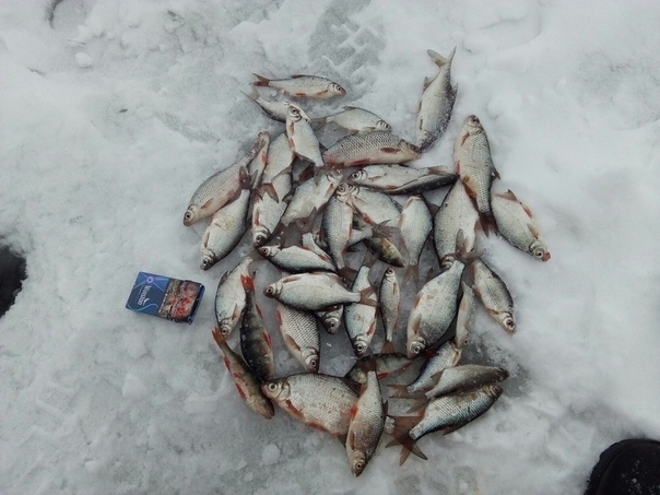 Фото с рыбалки Красноперка, Окунь, Плотва