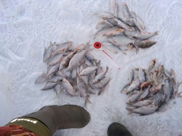 Фото с рыбалки Густера, Окунь, Плотва