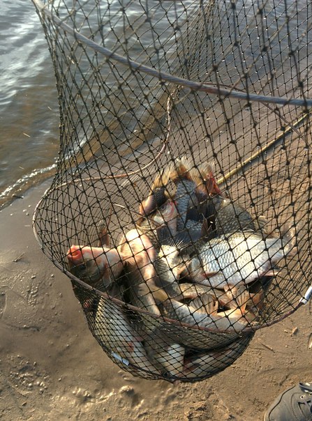 Фото с рыбалки Карась