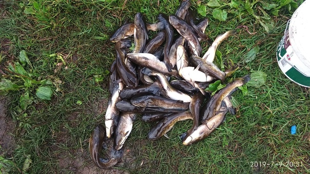 Фото с рыбалки Сом канальный