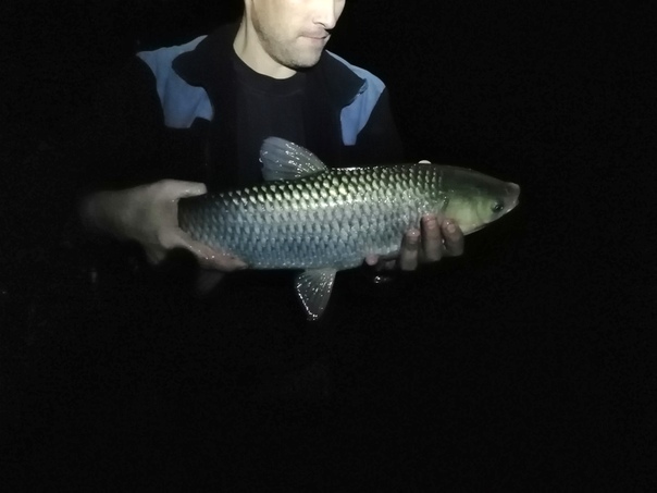 Фото с рыбалки Амур Белый, Карп