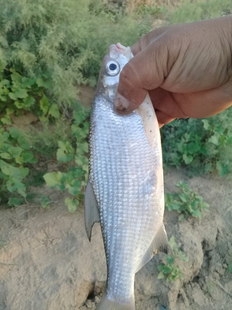 Фото с рыбалки Вырезуб (Кутум)