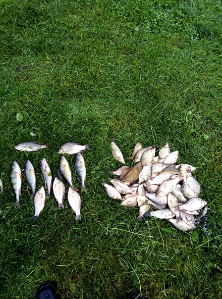 Фото с рыбалки Карась, Окунь, Плотва