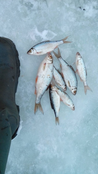 Фото с рыбалки Плотва, Щука