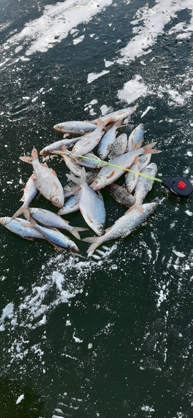Фото с рыбалки Густера, Окунь, Плотва